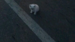 قطة مشردة كانت تتجول بلا حول ولا قوة، فأحضرتها إلى المنزل.