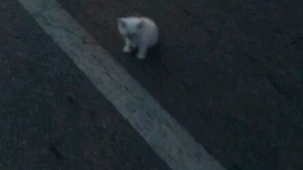 Chú mèo hoang lang thang trong bất lực, tôi đã đưa nó về nhà.