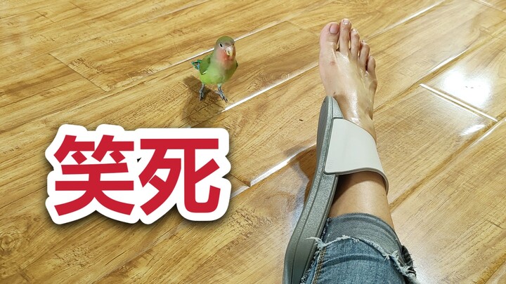Raising birds is just like wearing shoes: only you know whether they fit.