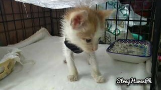 The Tiny Survivor Kitten