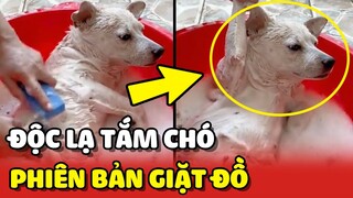 Độc lạ TẮM CHÓ phiên bản GIẶT ĐỒ trong thau mừng năm mới 😂 | Yêu Lu