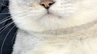 I think the cutest thing about Tangyuan is that it mimics my tone of voice when it talks—what do you