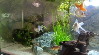 GOLDFISH KINGDOM (FANCY GOLDFISH) RANCHU, ORANDA, RYUKIN, BLACK MOORE, CALICO RYUKIN/ORANDA/RANCHU.