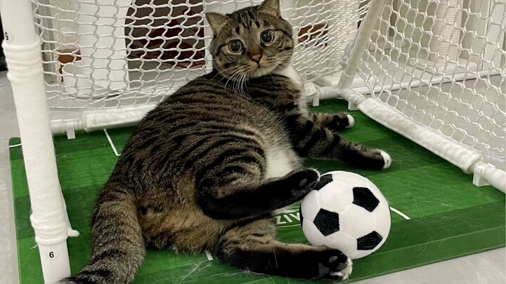 สมองส่วนก้านสมองของฉู่juanเป่าเหมือนถูกฉันดูดไปหมดแล้ว!