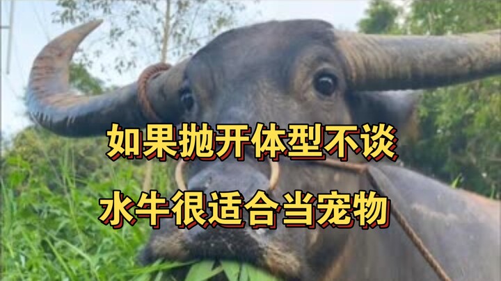 If you set aside their size, water buffalo are the most suitable animals to keep as pets!