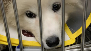 The little one experienced intussusception twice in a row. During the first episode, the intestinal 