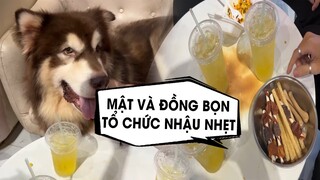 Mật nhậu nhẹt cùng đồng bọn tại cửa hàng - Mật Pet Family