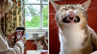 Funny Animal Videos 2022 😂 - Funniest Cats And Dogs Video 😺😍