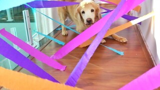 Crepe Paper Hallway Obstacle Course CAT vs DOG