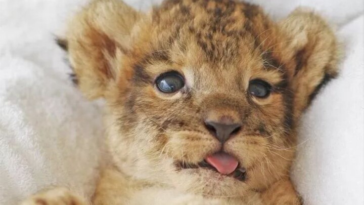 Muốn nắn nắn cái lưỡi nhỏ xíu của nó quá!