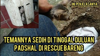 Inna lillahi wa inna ilaihi raji'un Anak Kucing Yang Di Kurung Orang Meninggal Ini Penyebabnya..!