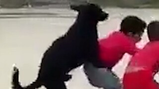 Doggy: Don't worry, bro, I've got your back.