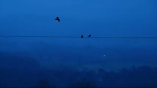 crows on line