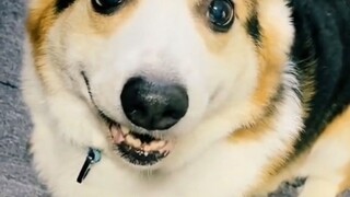 Viral dog in tiktok compilation