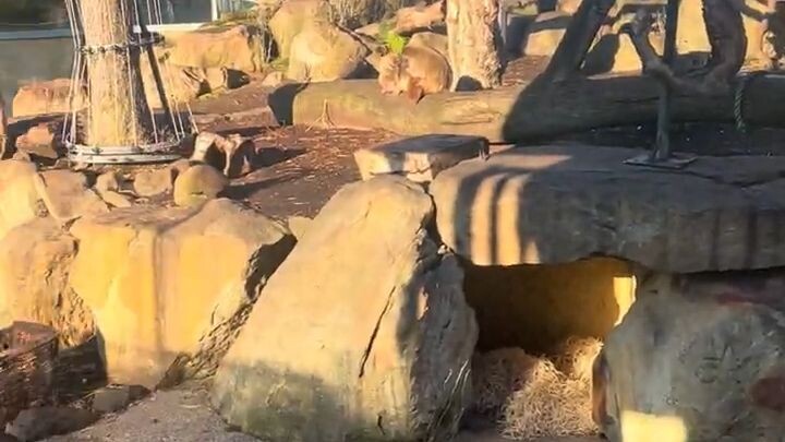 City Park Tasmania