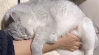 "Kumohon, kucing kecil yang bisa bernapas benar-benar menambah nilai!"