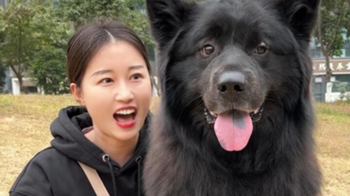 أخرج سامويد أسود للتنزه، وما إن خرجت به حتى بدأت الكلاب الأخرى تتجنبه!