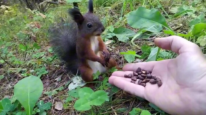 Tak sengaja bertemu tupai kecil, beri sekantong biji pinus langsung bikin kaget!