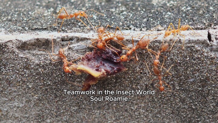 Teamwork in the Insect World