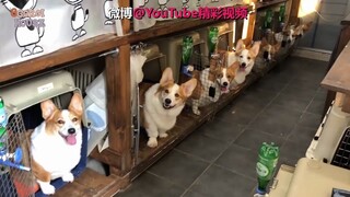 Tám chú chó corgi của một gia đình người Hàn Quốc xếp hàng chờ chủ cho đồ ăn vặt. Hai chú chó thiếu 