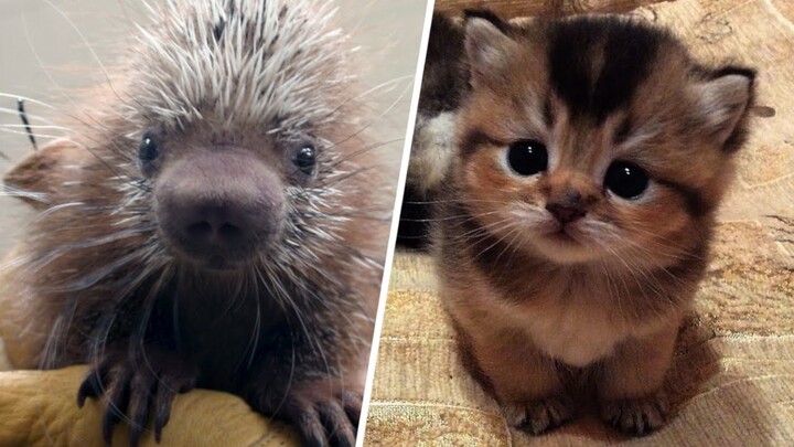 Adorable Animal Videos that Will Make your Day Better 100% 🥰