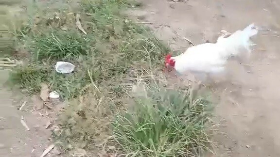 My white kelso broodstag’s first spar!