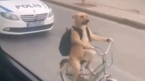 Funny Animals 😂🐶 Part 1