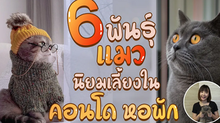 EP21 : 6 พันธุ์แมวนิยมเลี้ยงใน คอนโด หอพัก จะมีแมวพันธุ์ไหนบ้างนะ ?