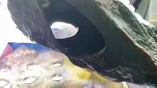 The crab refused to listen to its owner and insisted on diving into the water, only to be caught by 