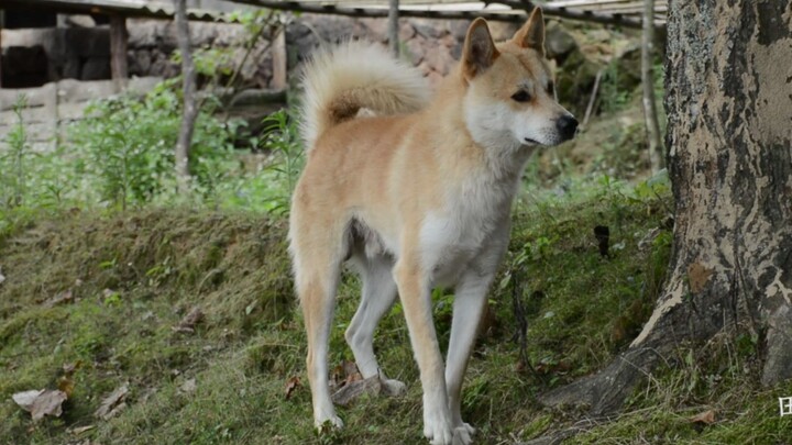 [Hewan] Anjing pedesaan Cina yang tampan