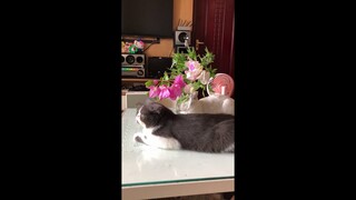 2 Bé mèo Anh lông ngắn yêu chủ cả ngày chỉ quanh quẩn bên chủ ^^