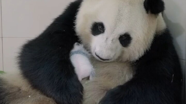 Panqing: Mom will take care of you.