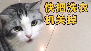 只因家里淹过水，从此洗衣机一开猫咪就催着关