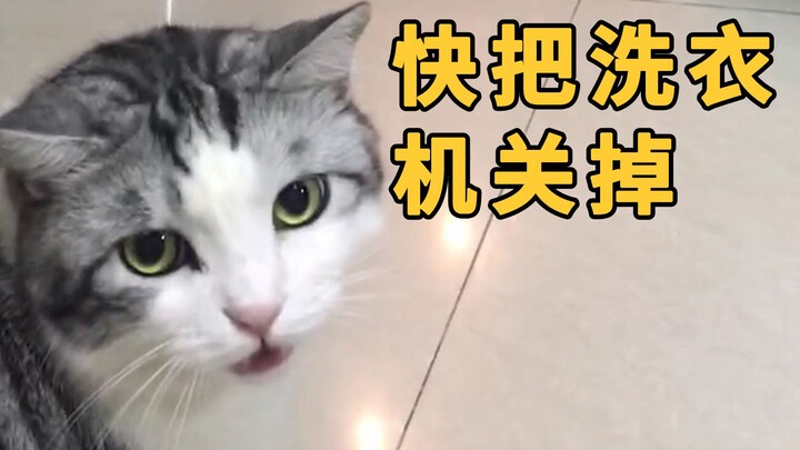 只因家里淹过水，从此洗衣机一开猫咪就催着关