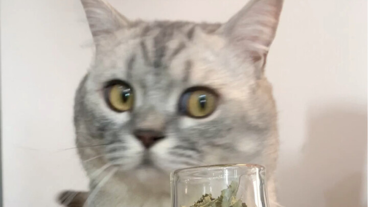 Next time before I head to a cat café, if I take a bath with catnip, won’t all the cats follow me?