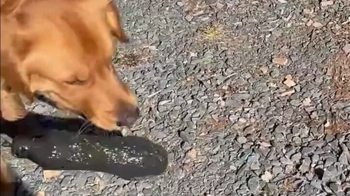 What did the dog bring home?