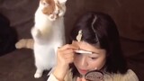 Cute Kittens Doing Funny Things