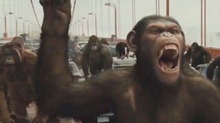 เมื่อกองทัพลิงประกาศสงครามกับมนุษย์ (สปอยหนัง-เก่า) Rise of The Planet of The Apes