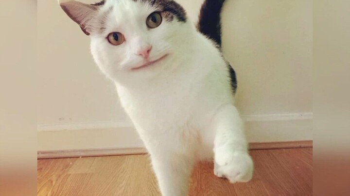 Video mèo Beluga lộ mặt