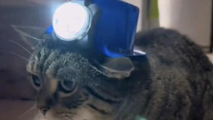 “Cat: It’s not easy at all just to scrape by in this household.”