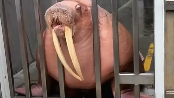 Just how big is a walrus, anyway?