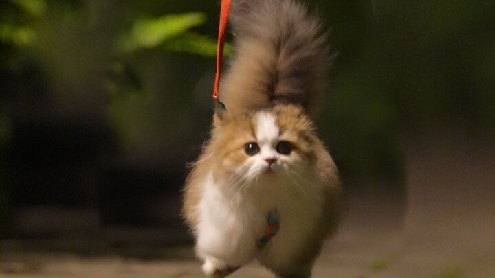 โรงเพาะพันธุ์แมวสอนให้แมวเข้าใจชื่อของตัวเองได้อย่างไร?