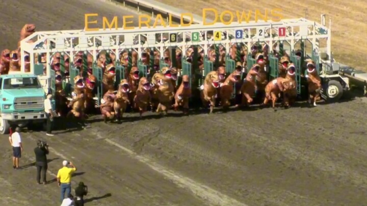 “Siapa yang bisa menolak lomba dinosaurus seru?”