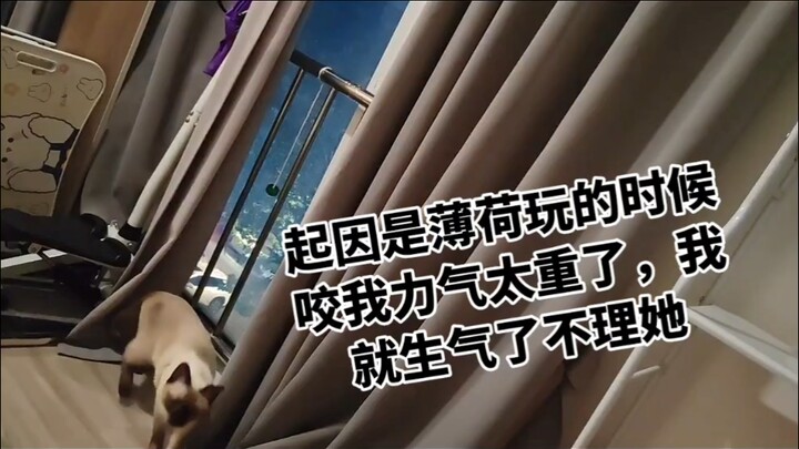 Hãy nghe chú mèo xin lỗi trong một phút!