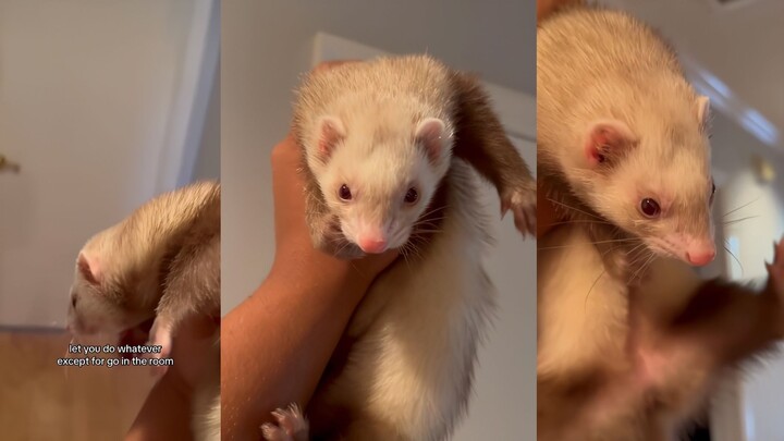 Chính là bạn bé dễ thương này, thích trốn trong phòng lại còn hay cắn tất đúng không?