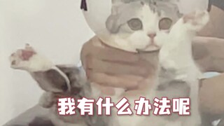 猫去体检，被医生偷偷rua了一把肚子