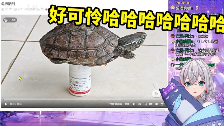 Cô gái Nhật Bản xinh đẹp tự nhiên xem “Cực hình thế giới rùa”: Vừa thương vừa không kìm được khóe mi