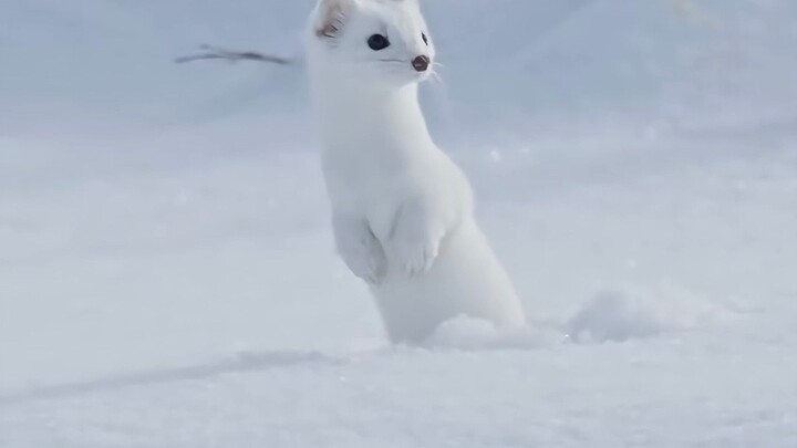 Kucing Kecil Bermain Salju di Musim Dingin
