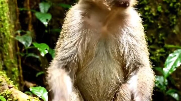 magical monkey