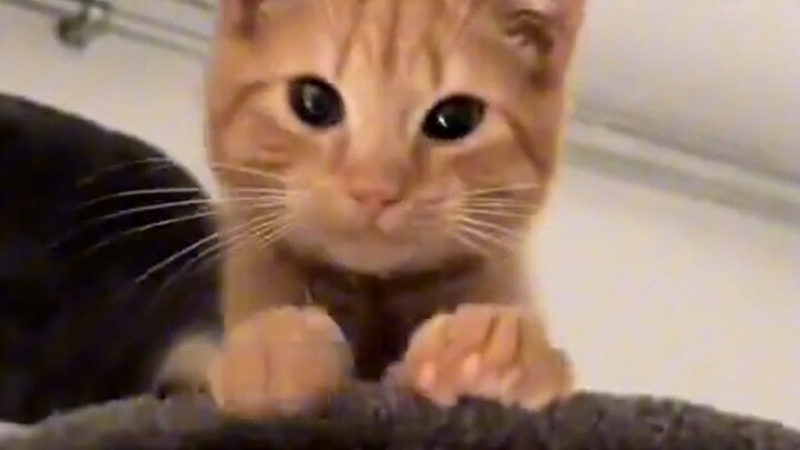 Dengarkan Suara yang Mencintaimu